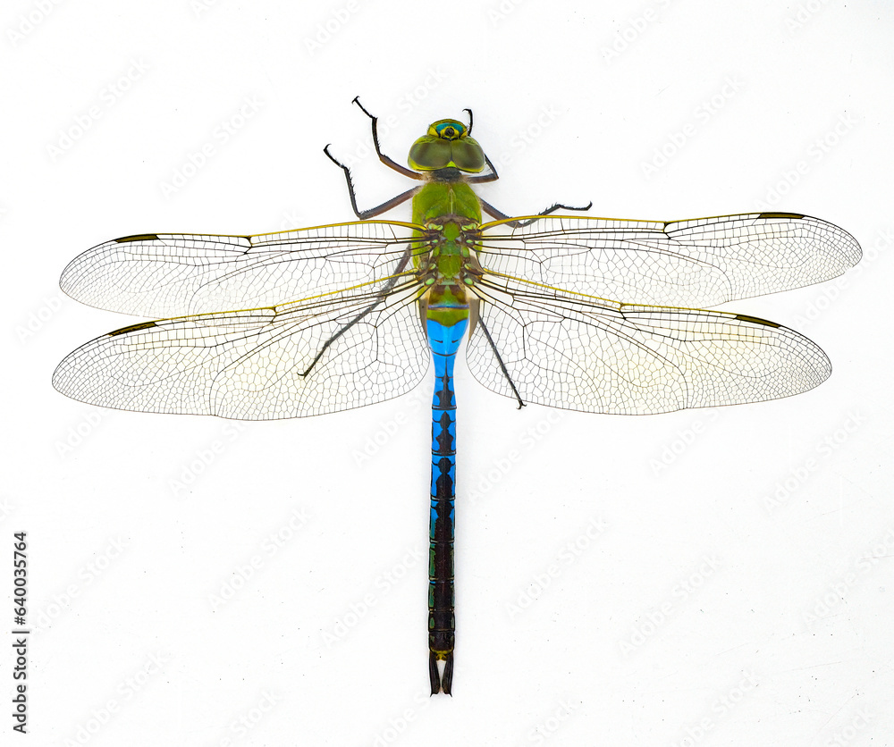 male common green darner - Anax junius - is a species of dragonfly in the family Aeshnidae. One of the most common species throughout North America isolated on white background top dorsal view male common green darner - Anax junius - is a species of dragonfly in the family Aeshnidae. One of the most common species throughout North America isolated on white background top dorsal view