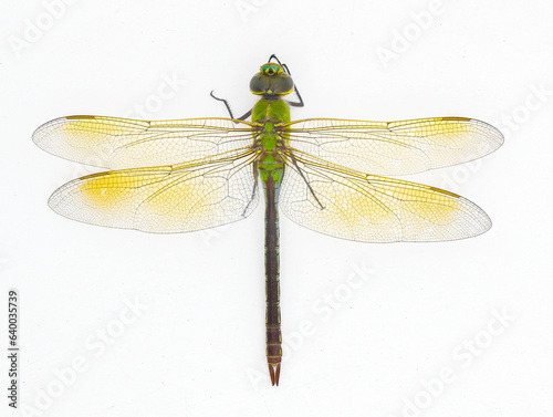 Female common green darner - Anax junius - is a species of dragonfly in the family Aeshnidae. One of the most common species throughout North America isolated on white background top dorsal view