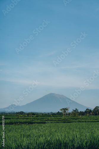 Landscape view of green rice field and mountain. Cloudy and misty morning paddy field plantation