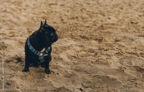 Cute black pug french bulldog sitting on the sand and looking away