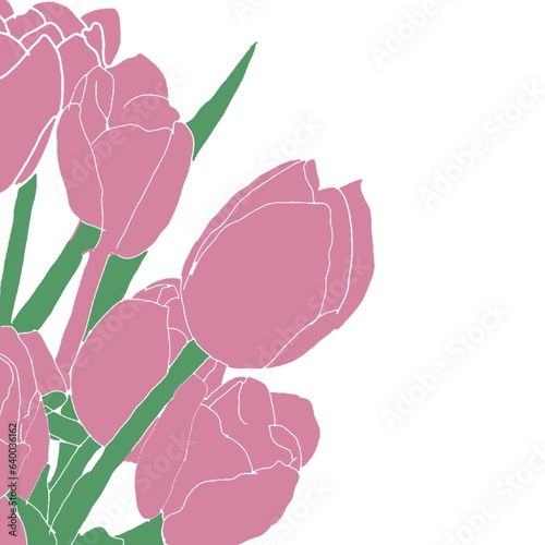 pink rose on white background