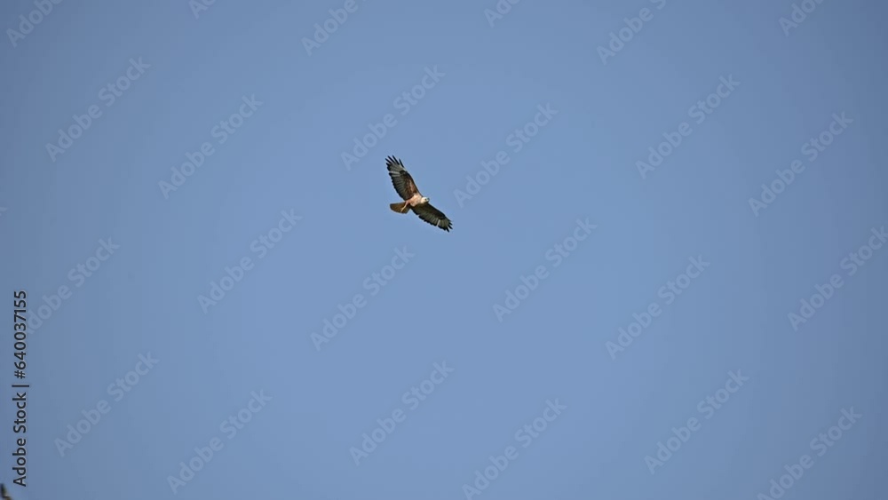 Long-legged Buzzard Buteo rufinus flying in the sky. Slow motion. Long-legged Buzzard Buteo rufinus flying in the sky. Slow motion.