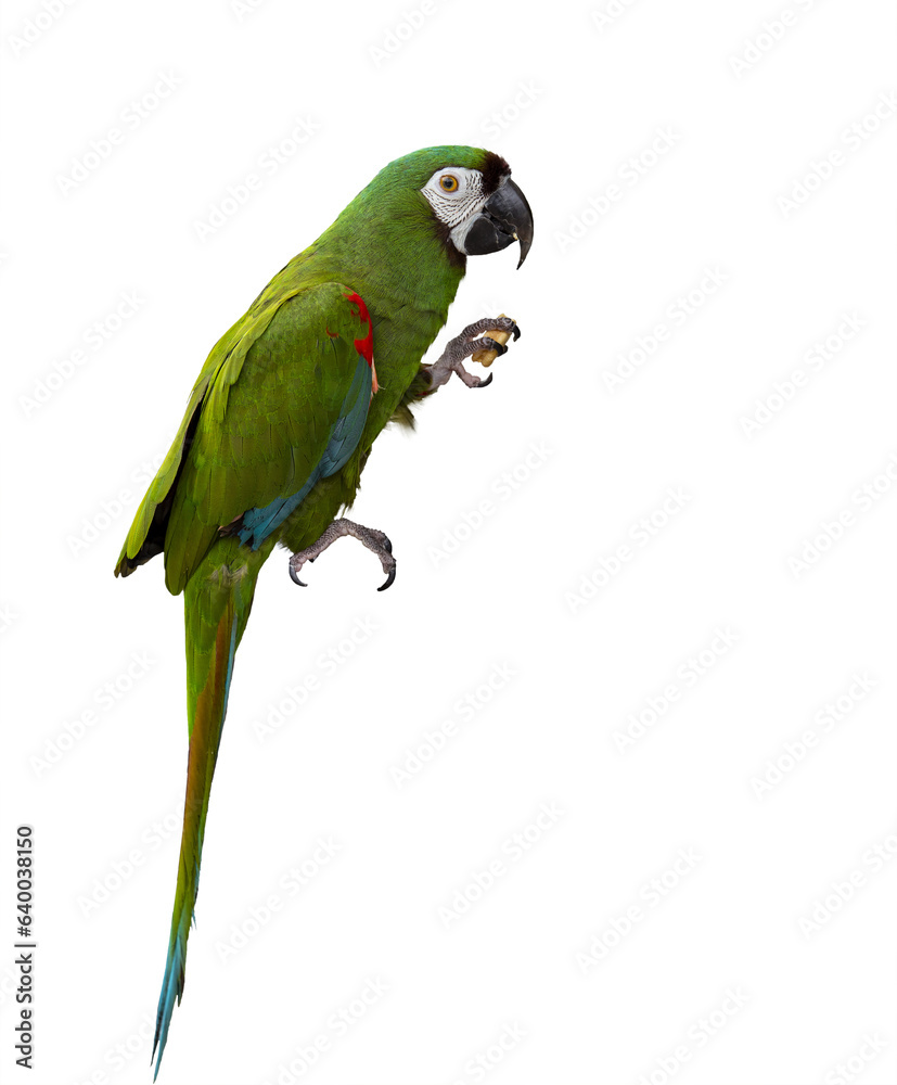 Green and red parrot perched on an object holding a cracker