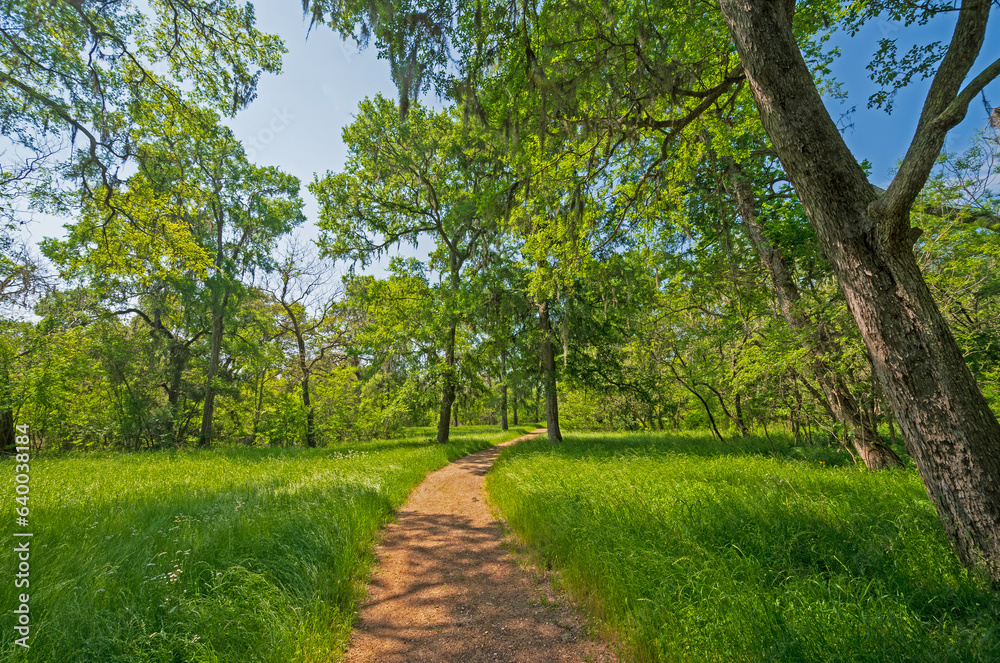 Serene Path Under the Live Oaks