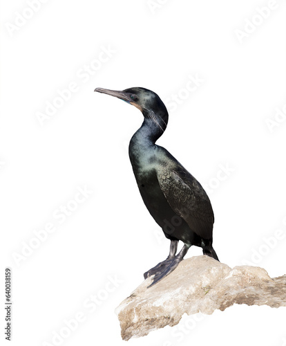 Black Cormorant Coastal Bird Perched  On A Cliff Edge