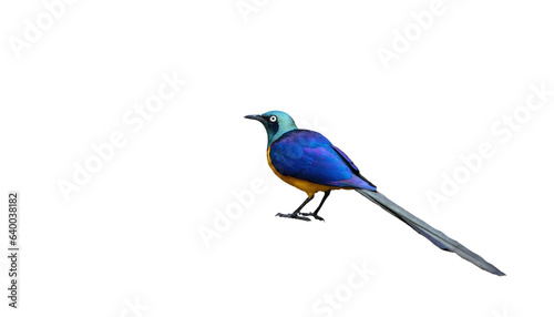 Blue and Gold colorful Gold Breasted Starling from Africa © Malisa Nicolau