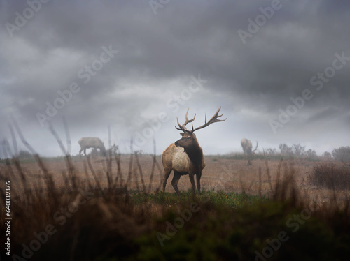 Tule Elk at Point Reyes National Park California