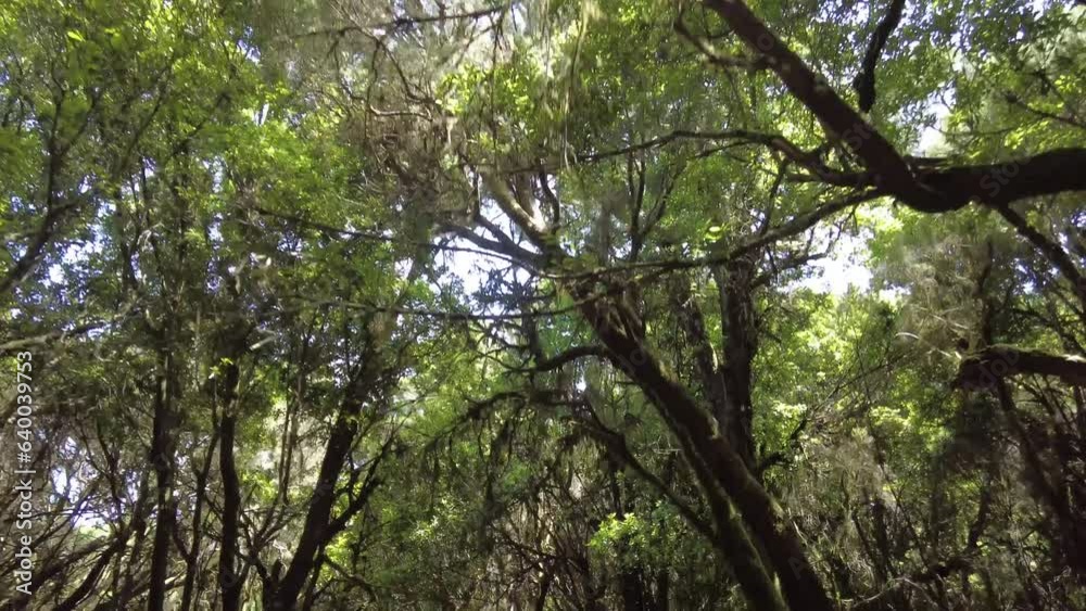 tropical laurel forest in Garajonay Natural Park in the island of La Gomera in the Canary Islands tropical laurel forest in Garajonay Natural Park in the island of La Gomera in the Canary Islands