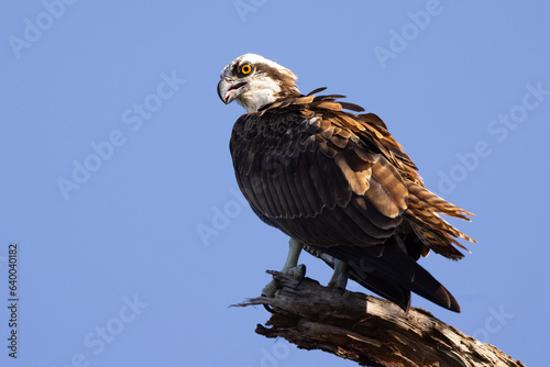 An osprey (Pandion haliaetus) perched on a dead tree above the Myakka River in Venice, Florida