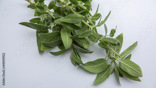close-up sage branches and leaves on a white background