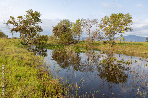 Small lake with water plants and beautifully surrounded by trees in the famous Pantanal  the world s largest freshwater wetland - Traveling South America