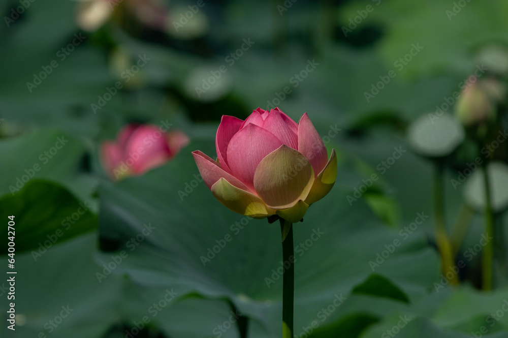 Indian lotus blossom (Nelumbo nucifera) in Vacratot National Botanical Garden in Hungary