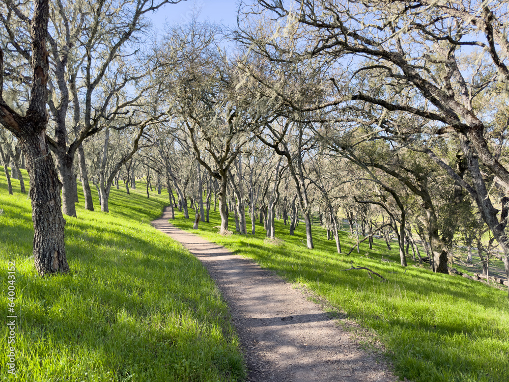 Dirt path, through a beautiful oak wood forest with lush green grass. Spanish moss hangs from branches