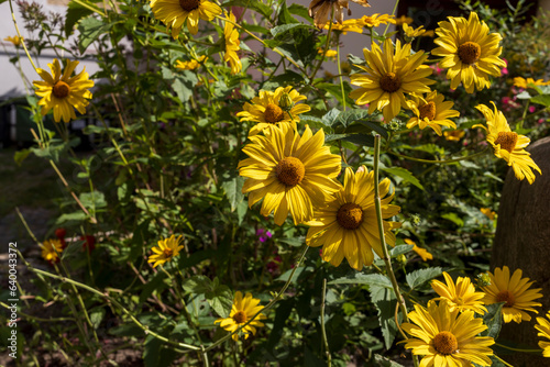Heliopsis helianthoides is a species of flowering plant in the family Asteraceae, known by the common names rough oxeye, smooth oxeye and false sunflower.