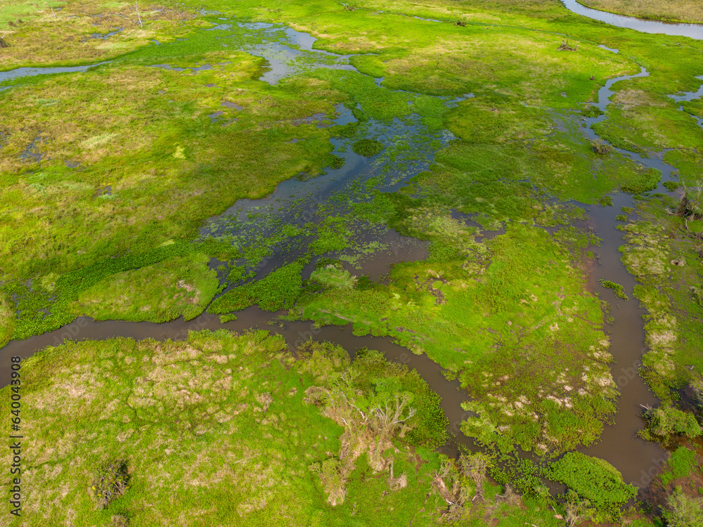 Close-up drone shot of the bright green flooded grasslands of the Pantanal in Brasil, the world's largest freshwater wetland; Traveling South America