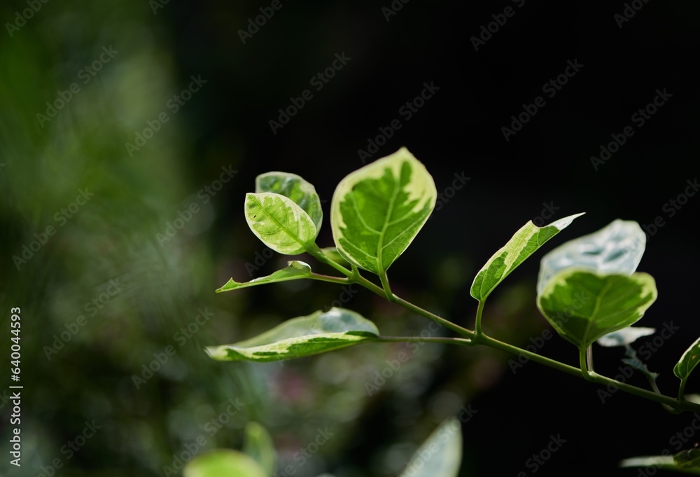 Fresh green leaves in sunlight Fresh green leaves in sunlight