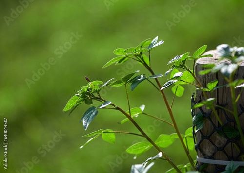 Fresh green leaves in sunlight