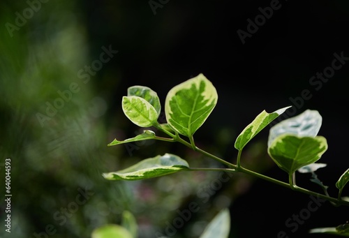 Fresh green leaves in sunlight