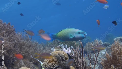 Coral reef underwater. Flock of small beautiful reef fishes at the bottom of the sea.	