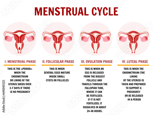 Menstrual cycle medical infographic  and information 