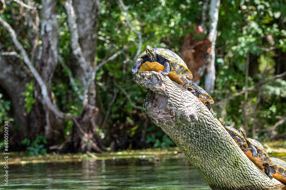 turtle on  log