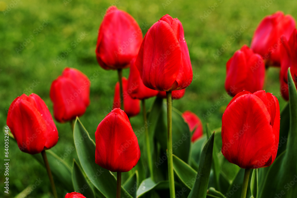 Close up of bunch of red tulips