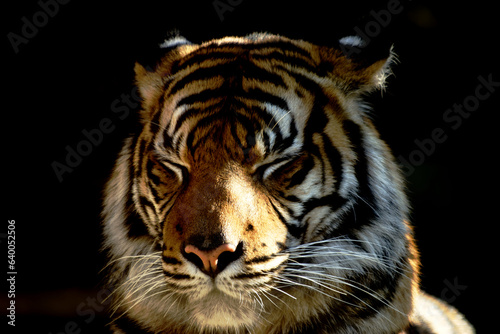 Close up of Sumatran tiger with closed eyes © Michael Lerch