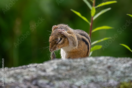 Chipmunk cleaning its head..