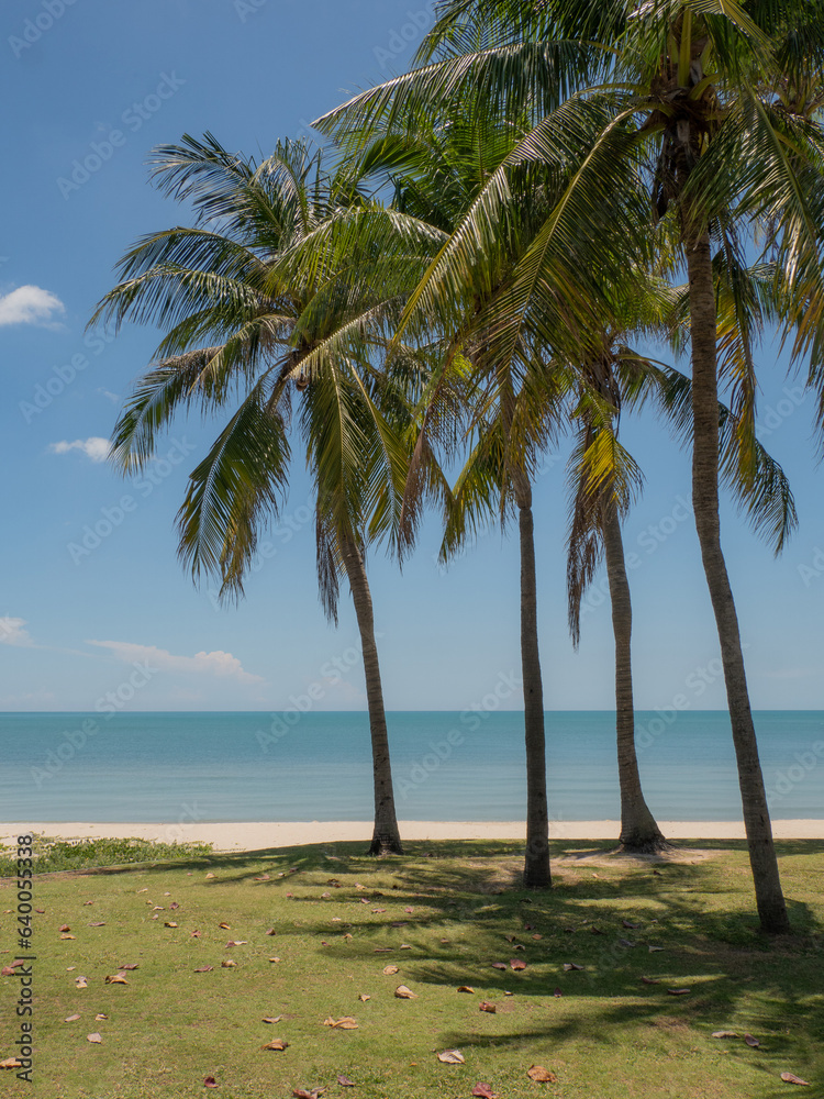 Fototapeta premium coconut palm trees on a tropical beach with a blue sky. summer beach in thailand. seaside ocean palm coast asia exotic. photo of a coconut landscape
