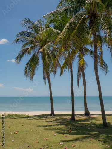 coconut palm trees on a tropical beach with a blue sky. summer beach in thailand. seaside ocean palm coast asia exotic. photo of a coconut landscape