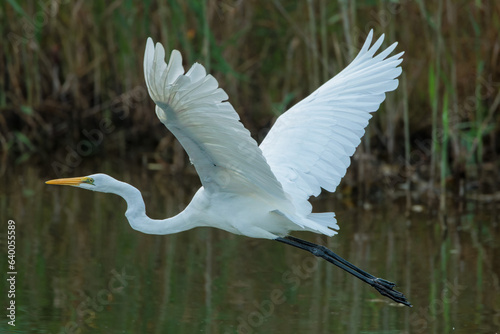 Quadro su tela Great egret (Ardea alba)