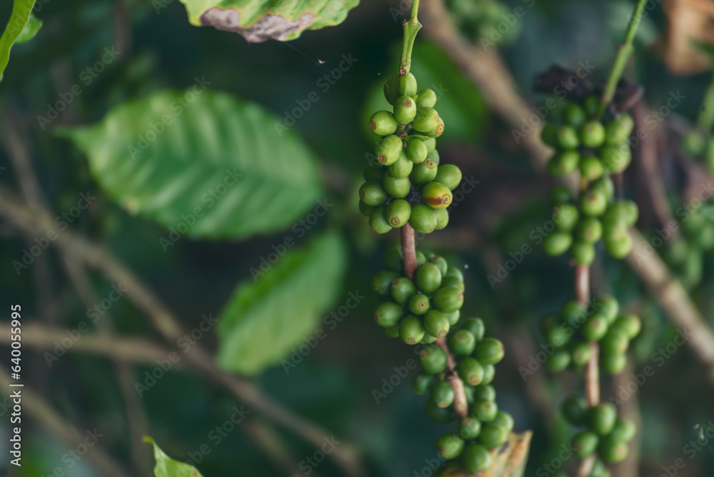 Fresh coffee bean green leaf bush ecology berry plant. Green coffee bean berry plant fresh raw seed coffee tree growth in eco organic farm. Close up Green seed berries harvest arabica coffee garden