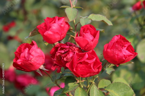 Red Roses In Bloom In The Garden