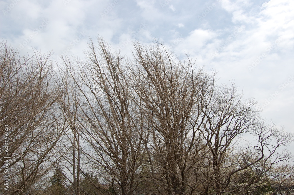 tree and sky tree and sky