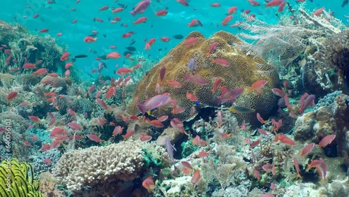 Coral reef underwater. Flock of small beautiful reef fishes at the bottom of the sea. 
