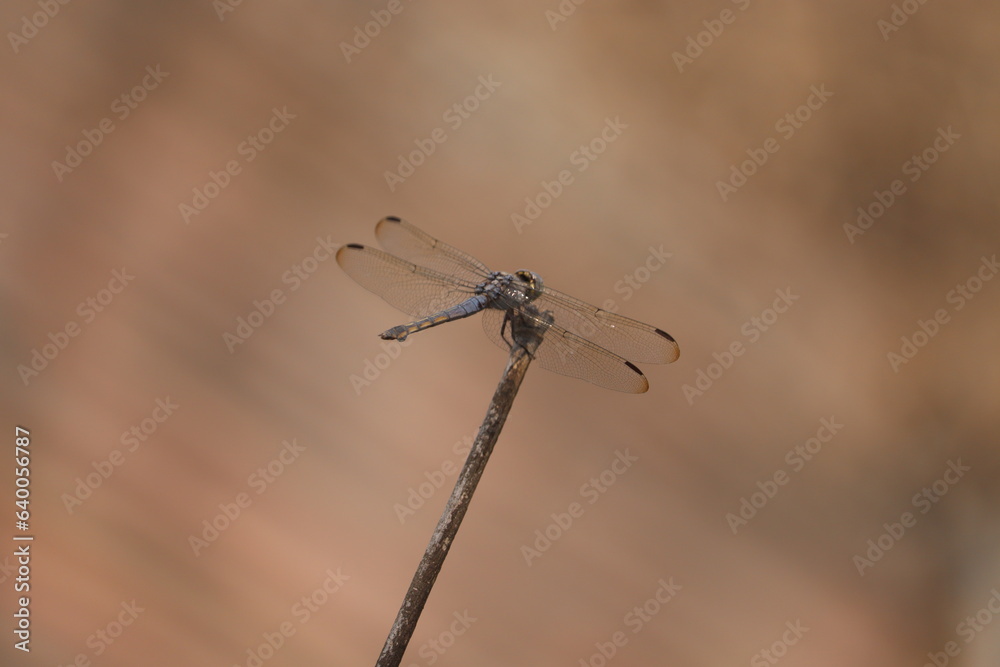 Depicting the graceful posture of the dragonfly and its perfect alignment with the stick, the image also conveys a sense of peace and tranquility. It also alludes to the dragonfly's ability to fly.