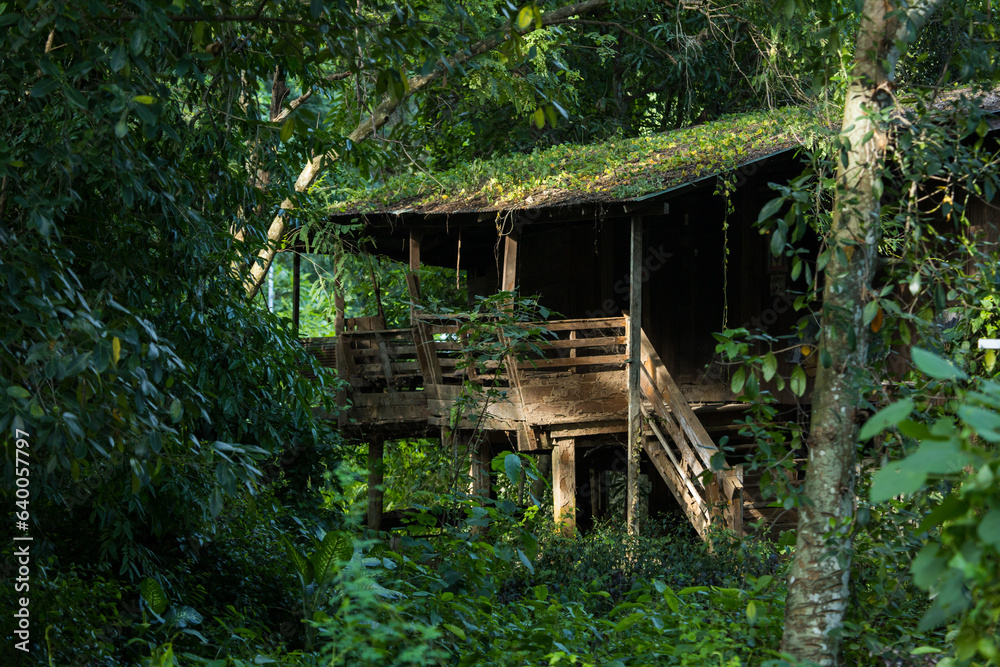 The old abandoned wooden house is scary, eerie. in the desolate forest The old abandoned wooden house is scary, eerie. in the desolate forest
