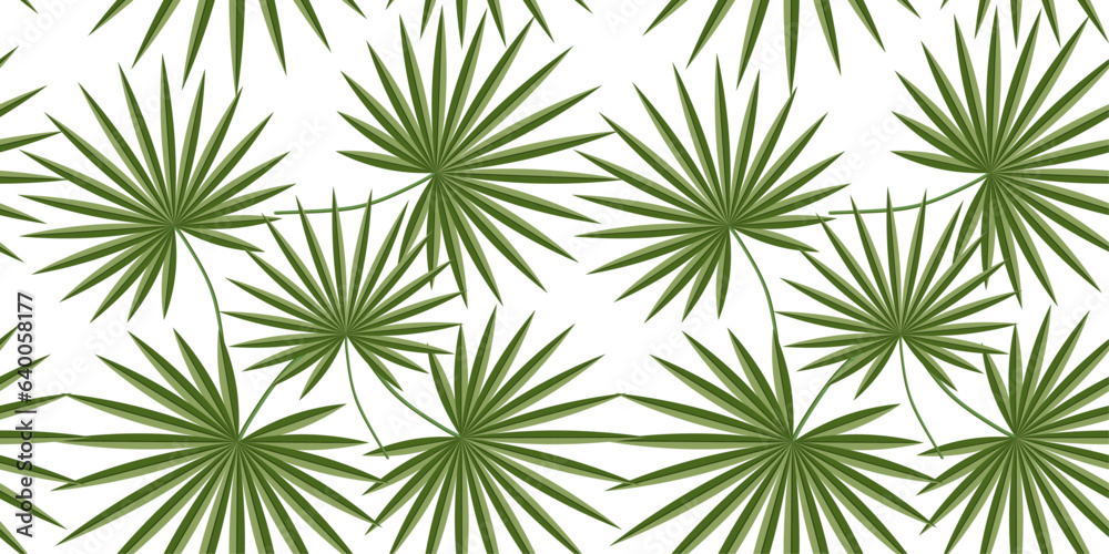 Background, seamless pattern on a transparent background - Washingtonia palm leaves. Background, seamless pattern on a transparent background - Washingtonia palm leaves.