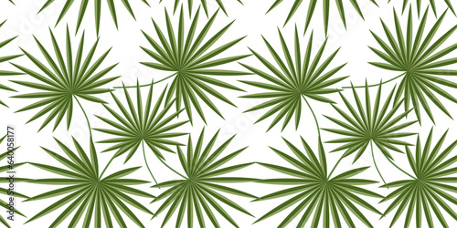 Background, seamless pattern on a transparent background - Washingtonia palm leaves.
