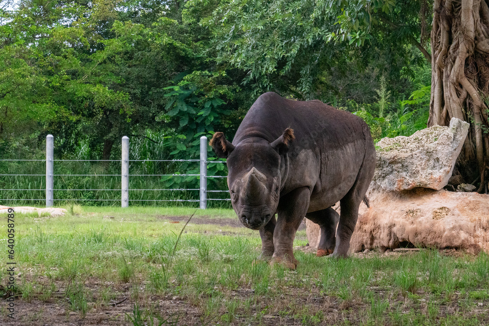 Fototapeta premium Amazing pictures of animals at the Zoo!