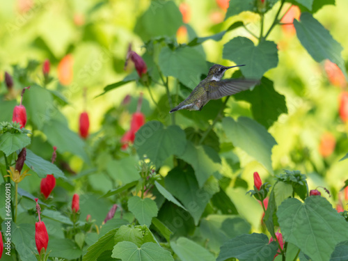 Female Ruby Throated Hummingbird Hovering Around Turk's Cap Plants photo