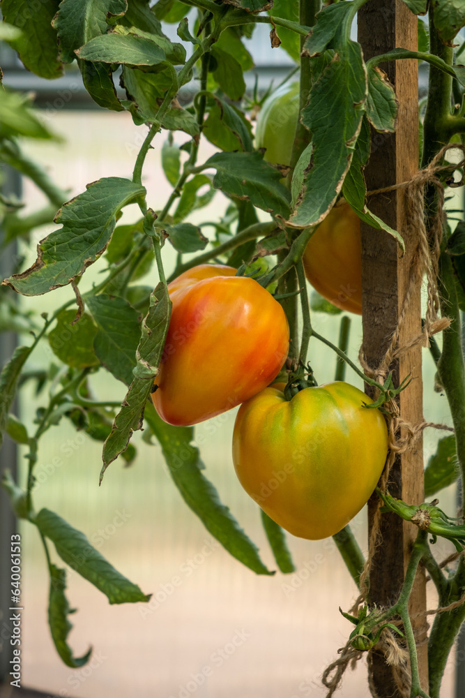 Red, ripe and green large tomatoes on a bush in a greenhouse. Tomatoes in a greenhouse. Plantation of tomatoes. Organic farming, growth of young tomato plants in a greenhouse.