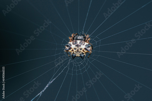Orb weaver spider (Leucauge venusta) on web, Macro shot of insect and wildlife in nature.