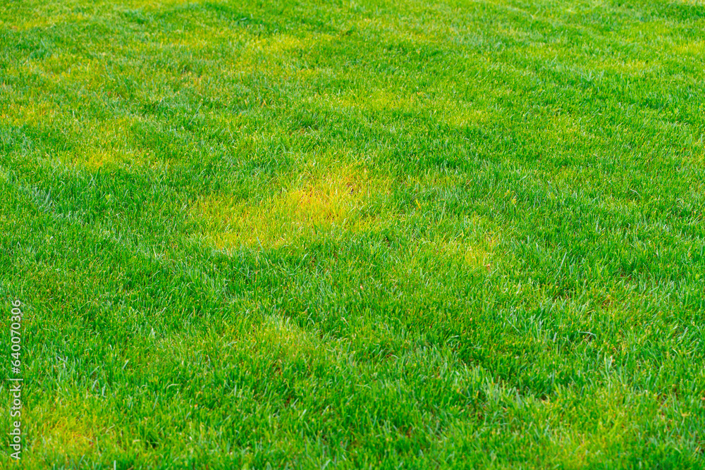 Yellow spots of frozen grass on a green mowed lawn. Diseases on the lawn after winter Yellow spots of frozen grass on a green mowed lawn. Diseases on the lawn after winter