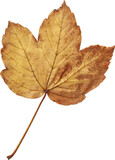 Digital png photo of brown autumn leaf on transparent background