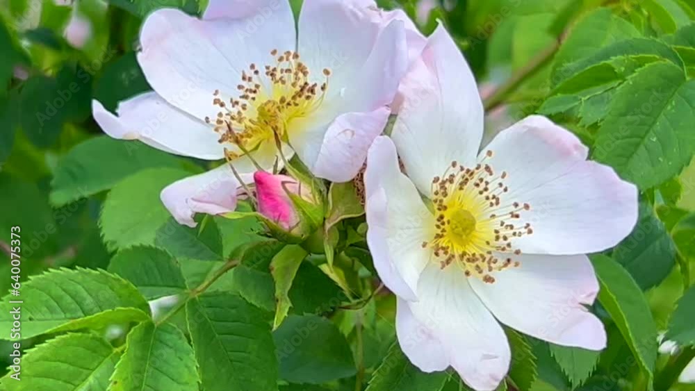 Flowering white wild rose (Rosa rugosa) in Ystad, Scania, Sweden, Scandinavia, Europe Flowering white wild rose (Rosa rugosa) in Ystad, Scania, Sweden, Scandinavia, Europe