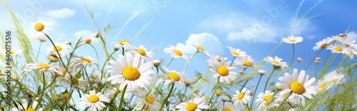 Flowers in a field of chamomile and blue wild peas against a blue sky with clouds in the morning. Nature landscape, macro shot. © ND STOCK