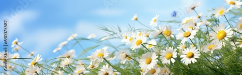 Flowers in a field of chamomile and blue wild peas against a blue sky with clouds in the morning. Nature landscape  macro shot.