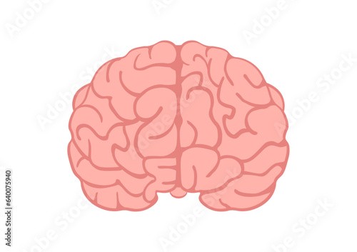 正面から見た人間の大脳 photo