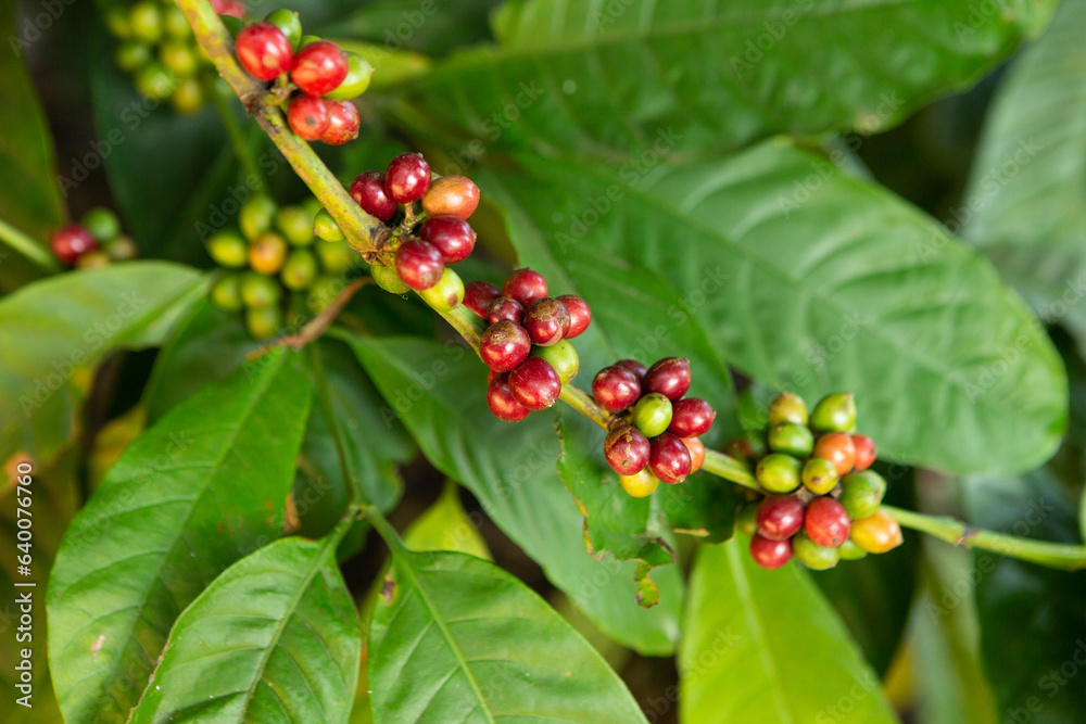 Coffee bean on coffee tree in Cafe Plantation Coffee bean on coffee tree in Cafe Plantation